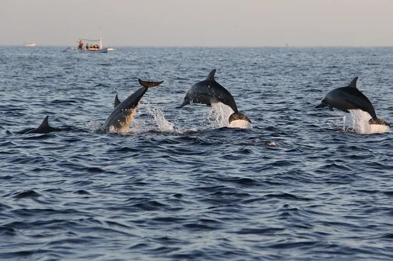 Group of dolphins leaping out of the ocean with a distant boat in the background.