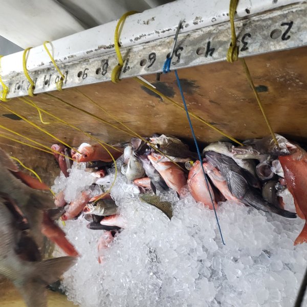 Assorted fish hanging and on ice in a storage area with numbered hooks.