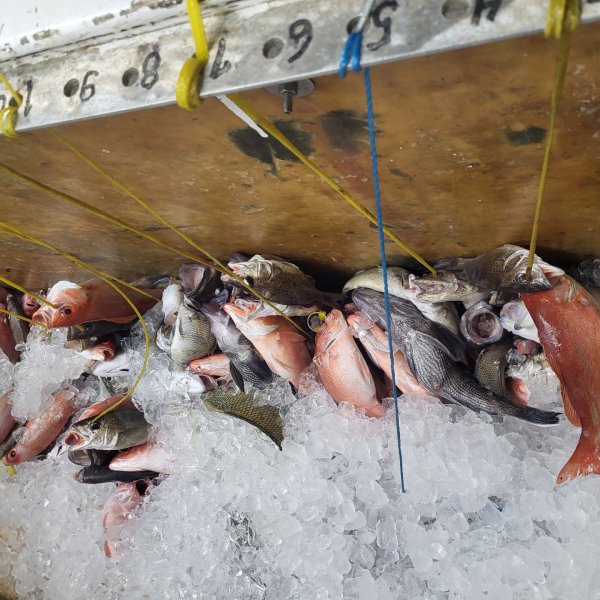 Various fish on ice with string tags, hanging on numbered hooks.