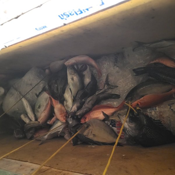 Various fish displayed on ice in a refrigerated display case.
