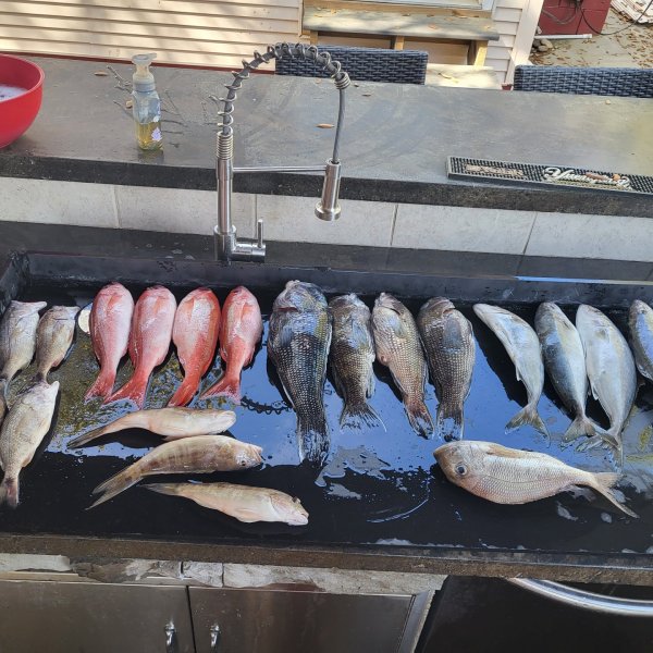 Various fish laid out on a black countertop near an outdoor sink.