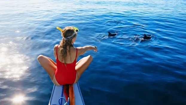 Person in swimsuit on paddleboard pointing at dolphins in the ocean.